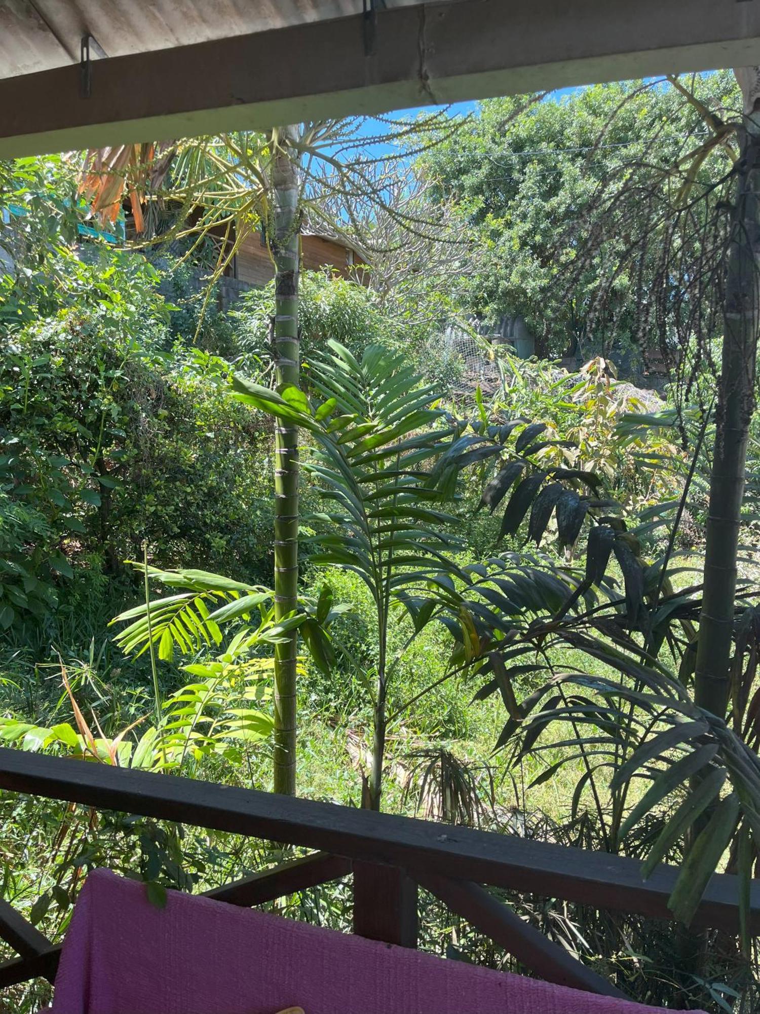 La Bananeraie Apt 35M2 Piscine Jardin Tropical Parking Prive Saint-Leu Exteriér fotografie