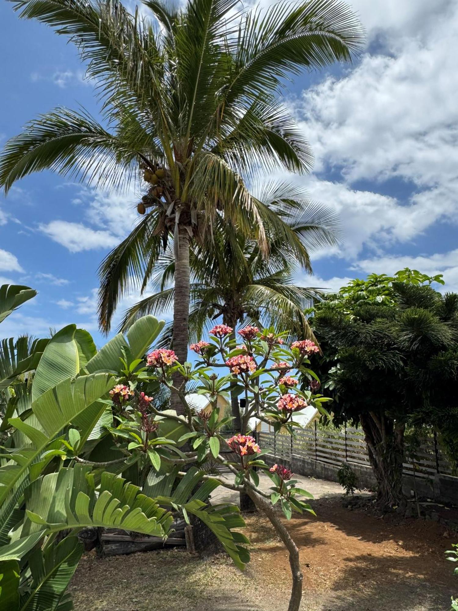 La Bananeraie Apt 35M2 Piscine Jardin Tropical Parking Prive Saint-Leu Exteriér fotografie